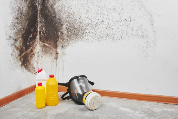 Best Residential Mold Remediation in Pensacola, FL