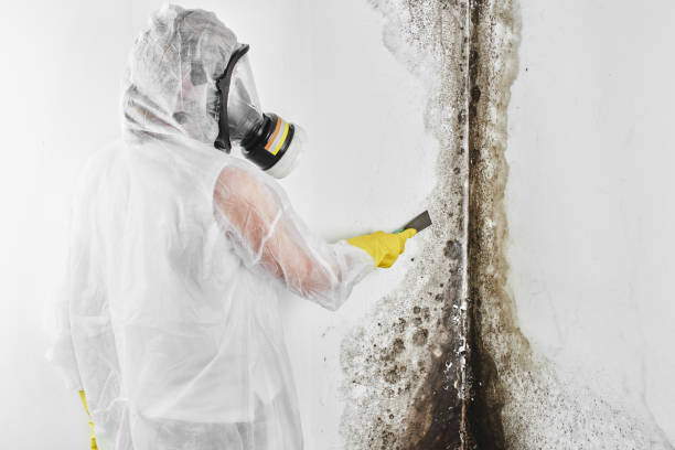 Best Residential Mold Remediation in Pensacola, FL