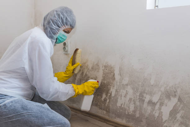 Best Mold Remediation for Specific Building Types in Pensacola, FL