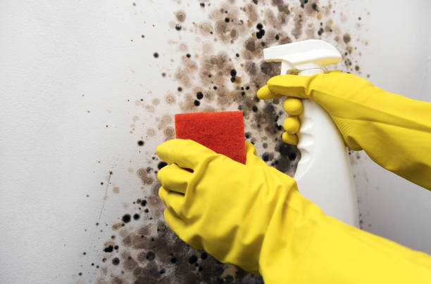 Best Emergency Mold Remediation in Pensacola, FL