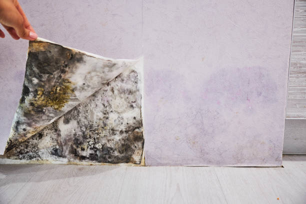Best Insurance-Related Mold Remediation in Pensacola, FL